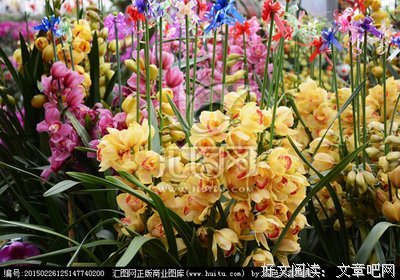 蕙兰。