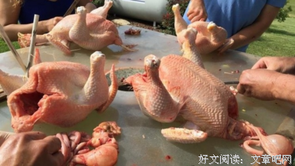 杀 鸡