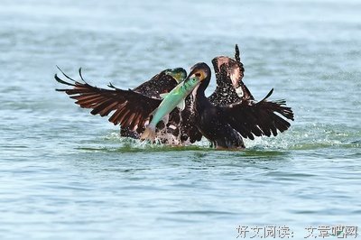 强者爱上弱者的下场，是被弱者狠虐吊打