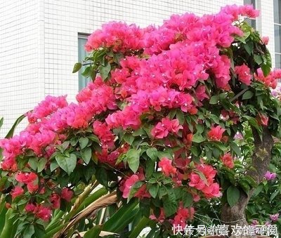 余生，去爱一个“让你笑”的人