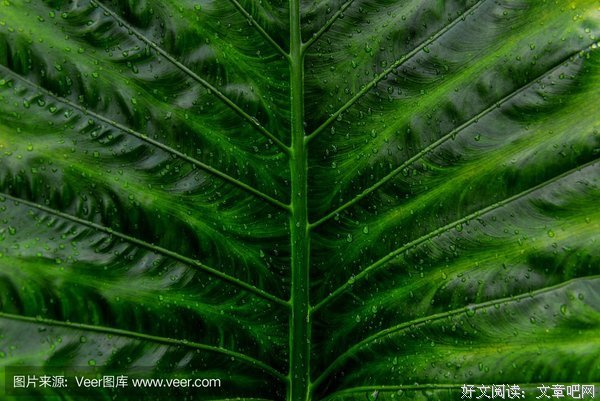 微小的热爱
