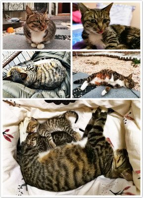 白袜子猫