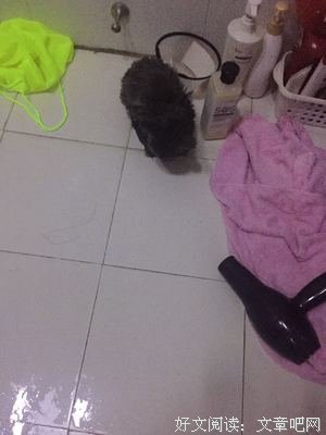 给猫洗澡