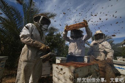 养蜂人