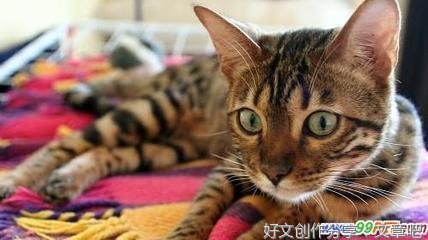 给猫洗澡2