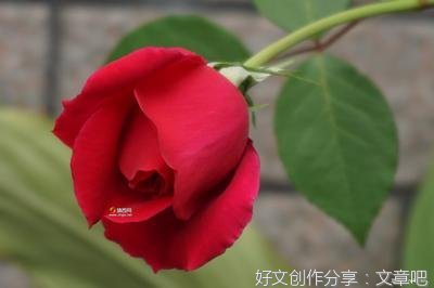 姐姐满心欢喜，跳进了姐夫的圈套。