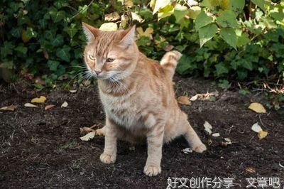 恕我直言，说起爱，人类远不如她们。