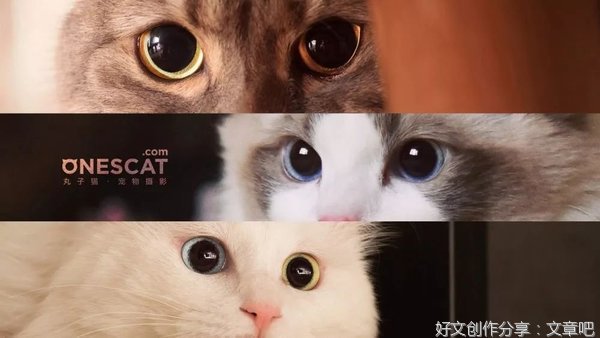 养娃气断肠，养猫一直爽：中年妈妈大型双标现场，哈哈哈哈哈
