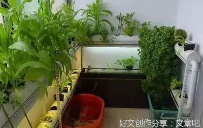 在阳台种菜