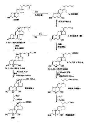 第一队酸