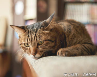 渴望温暖的小野猫什么都不怕