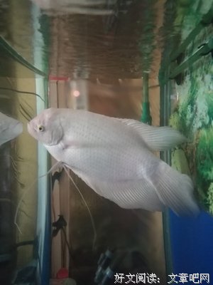 也许曾是一条鱼