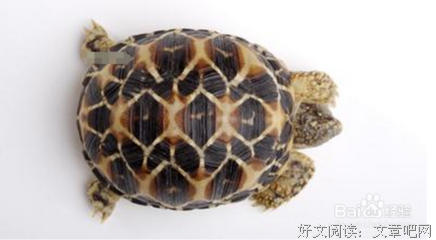 小妖小鱼小虾米