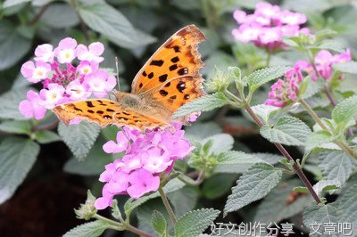 化蝶