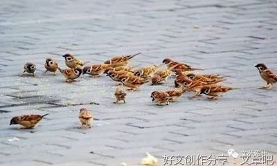 麻雀