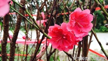 印光大师谈治病妙法