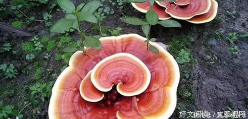 佛赐灵芝