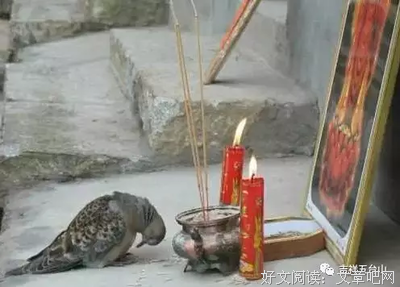 猪有灵性 拜佛念佛