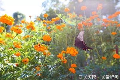 劝念佛求往生是十方如来的本心
