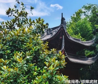 昙翼法师与采薇少女