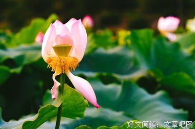 唯思念佛无余事，澄心决定愿生西