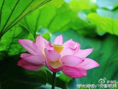 善导大师《归去来偈》解读
