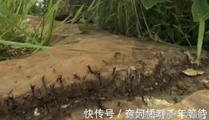 写给不愿做蚂蚁的人们