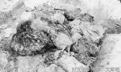 我二哥打死黄鼠狼之后