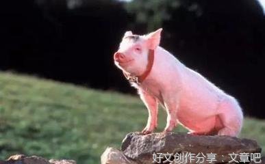 忤逆不孝 投胎做猪