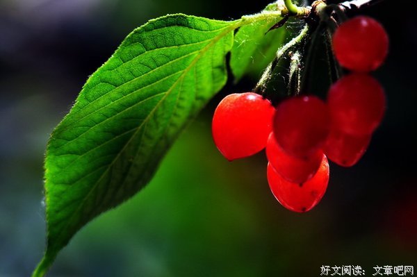 红红的小樱桃