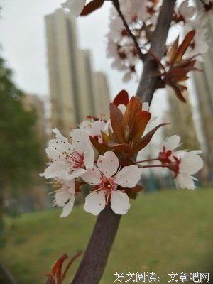 又是一年花开的季节