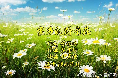 家乡的野菊花