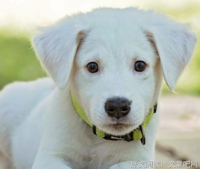 你是什么样的人才
