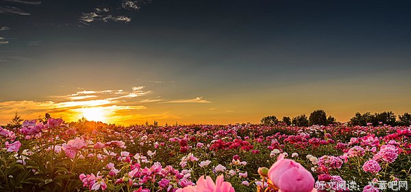 夏花灿烂