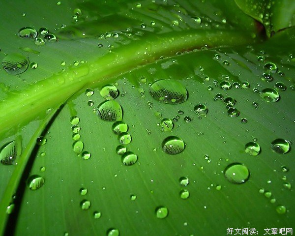 远风已逝，秋雨听蕉——教师专业成长小结