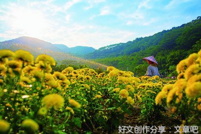 土地流转合作振兴乡村产业的领路人
