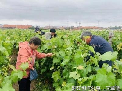  头雁领办合作社 群雁齐飞共致富