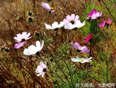 滴滴清泪泪眼眸