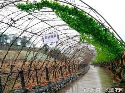 爱情就像藤萝不经意间爬到了心底