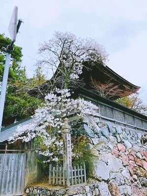 富士山永远留不住欲落的樱花