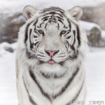 白来的东西虽然好，但是世上没有永远免费的午餐