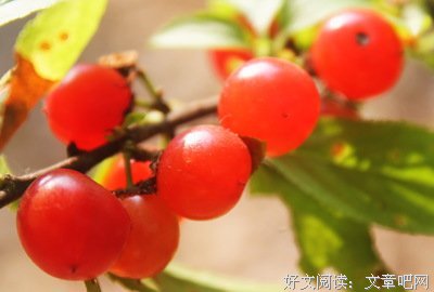 这盛夏的果实，苦极了