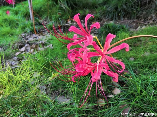 红色彼岸花