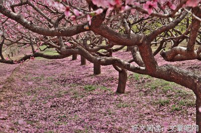 多年如一日，人间四月殇