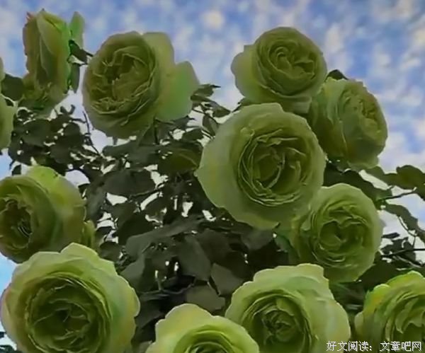 姑娘，去嫁给那个直接开车送你回家的人