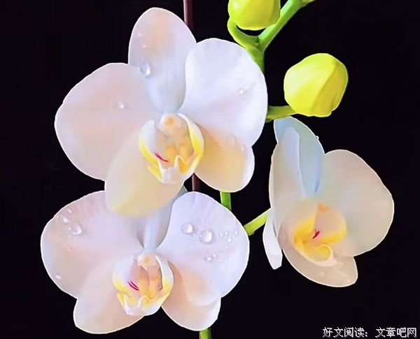 失去的东西，因为失去才美丽