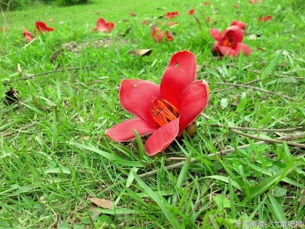 木棉花