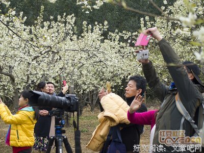 红豆花儿开