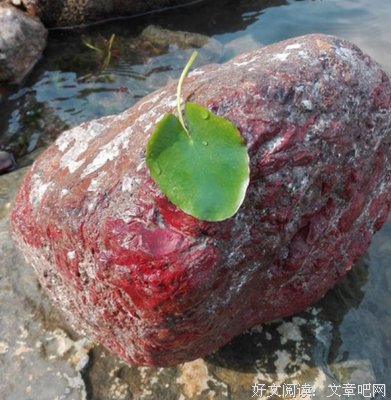 想着他的小鱼