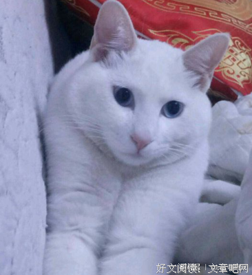 猫变得男友